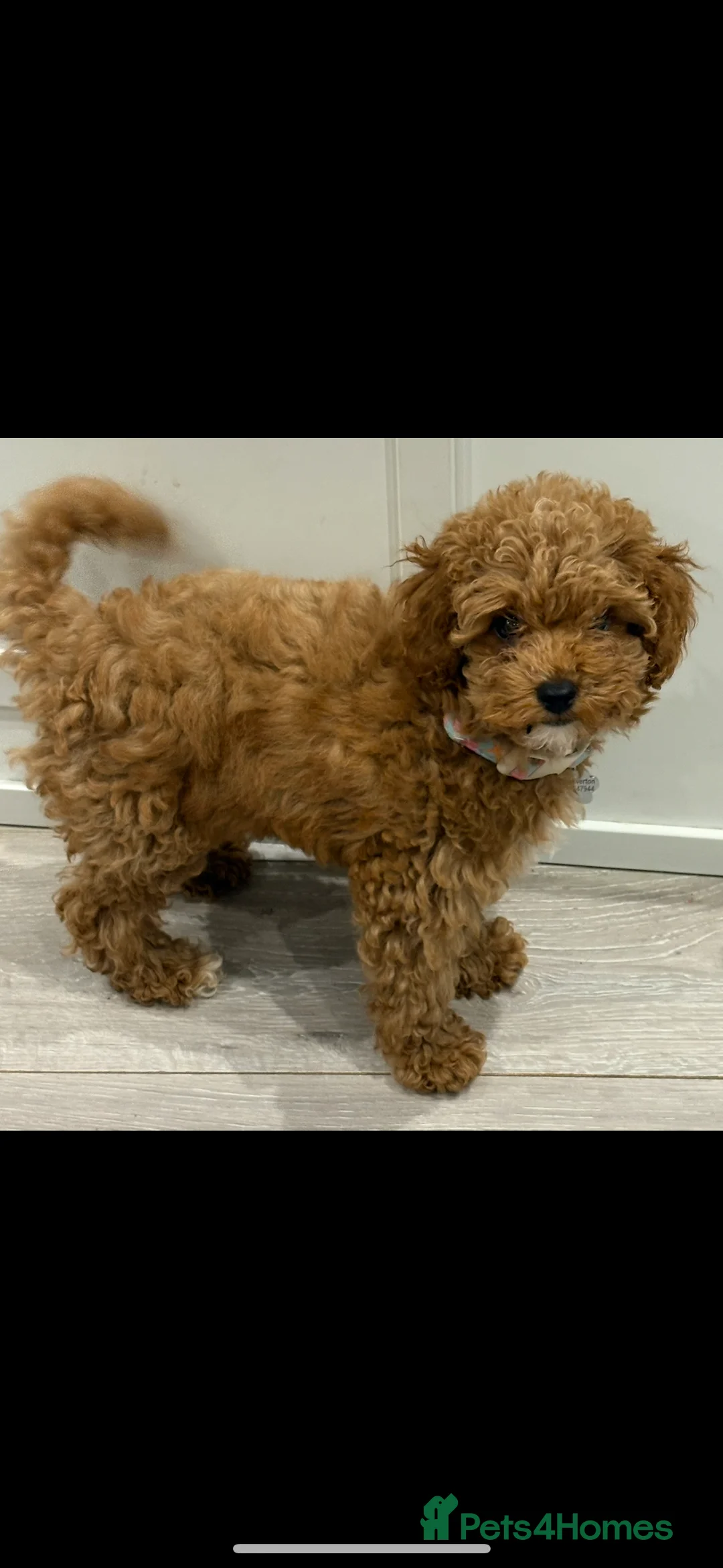 Cavapoo dogs for sale: Extensively DNA health tested and trained girl   - Advert 2