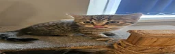 British Shorthair cats for sale: ✨️Reduce price British Shorthair kitten 2 left ✨️ - Advert 3