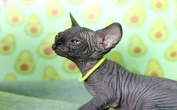 Sphynx cats for sale: Bloodline Sphynx Kittens  - Image 33