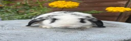 Mini Lop rabbits for sale: Mini lop bucks  ready to go now  - Advert 5
