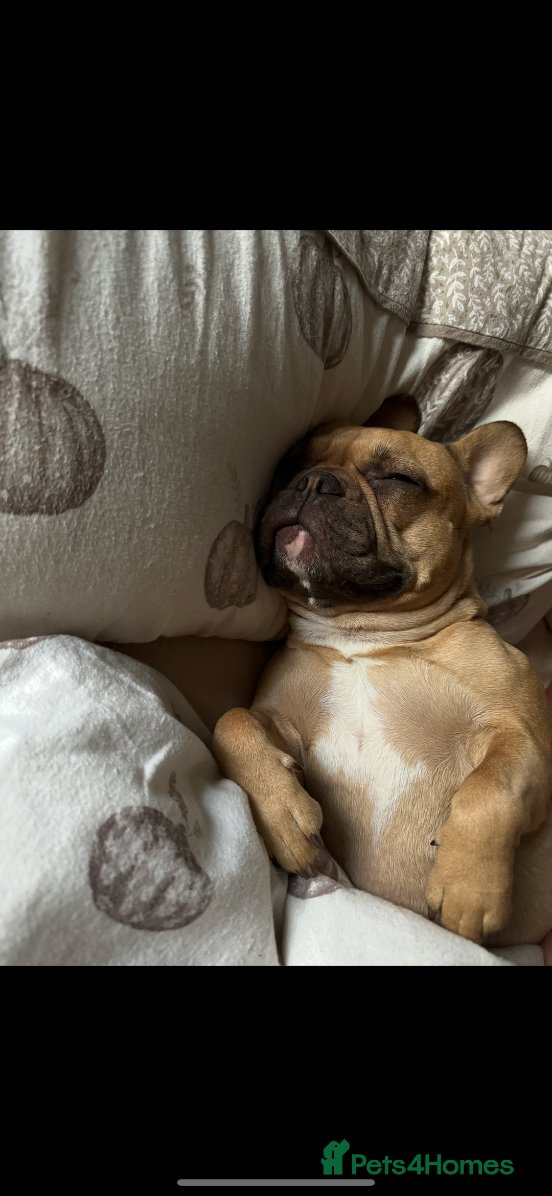 French Bulldog dogs for sale: Last 2 girls left! KC registered French Bulldogs - Advert 12