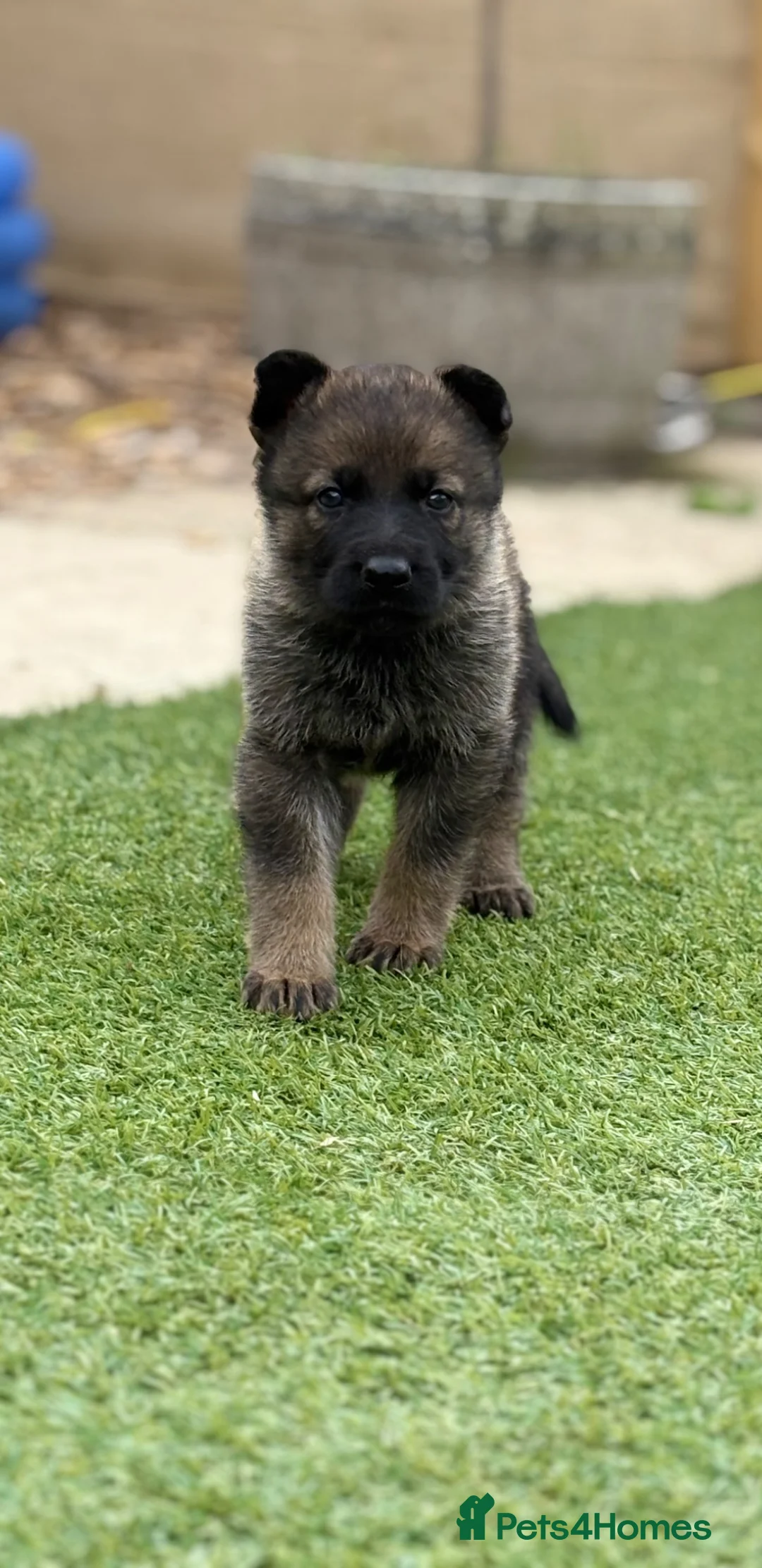 German Shepherd dogs for sale: KC registered German shepherd puppies  - Advert 1