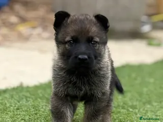 German Shepherd dogs KC registered German shepherd puppies - Advert 1