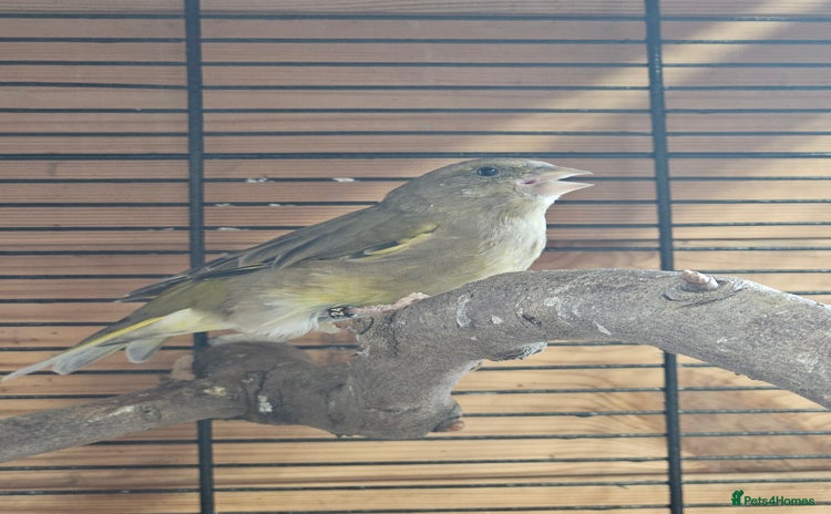 Finches birds - Advert 1