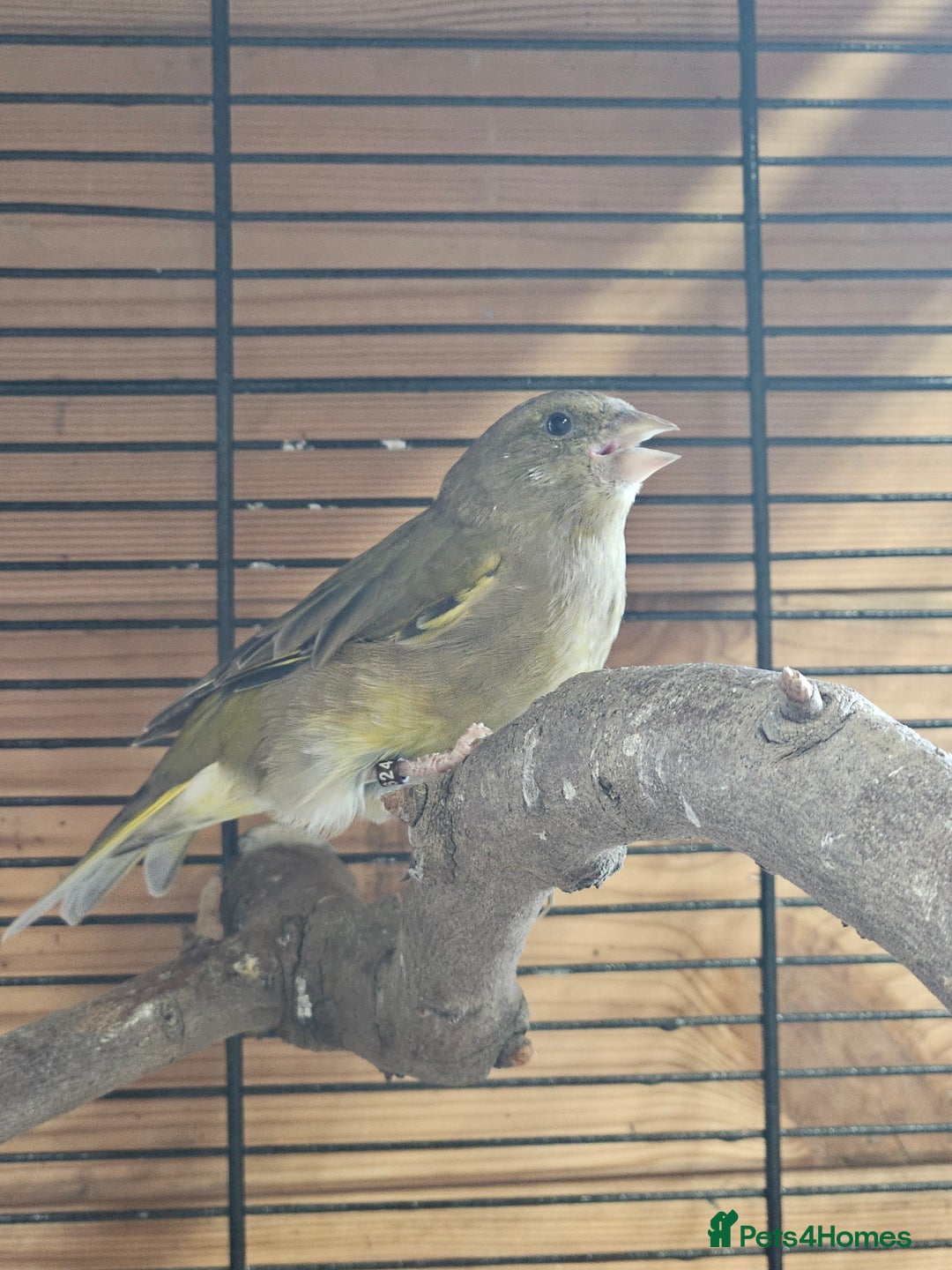 Finches birds for sale: Greenfinch's - Image 1