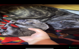 Cane Corso dogs for sale: Cane Corso just had her first litter of babies!!  - Image 1