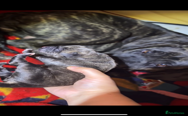 Cane Corso dogs - Advert 1
