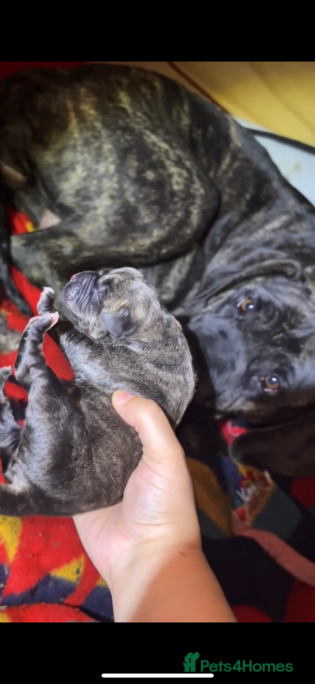Cane Corso dogs for sale: Cane Corso just had her first litter of babies!!  - Image 1