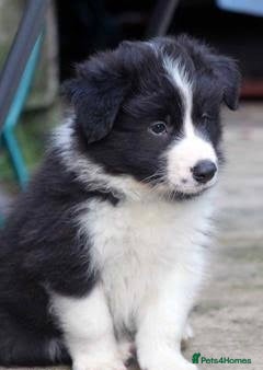 Border Collie dogs Stunning puppies. Parents health tested - Advert 4