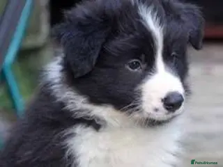 Border Collie dogs Stunning puppies. Parents health tested - Advert 4