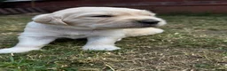Golden Retriever dogs for sale: LARGE SIZE PURE GOLDEN RETRIEVER PUPPIES!!! - Advert 3