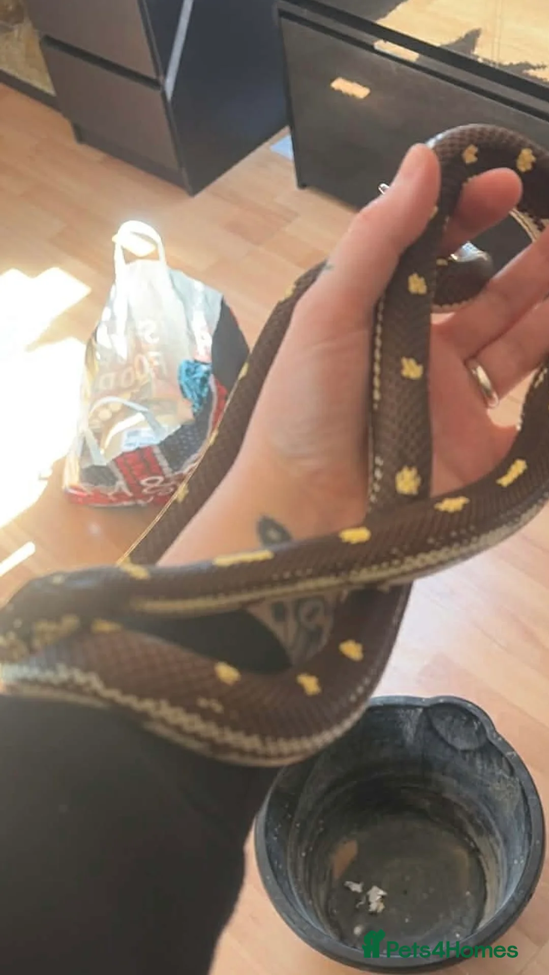 King Snake reptiles for sale: Stunning king snake - Advert 1