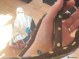 King Snake reptiles Stunning king snake - Advert 3