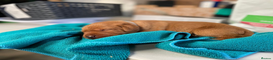 Labrador Retriever Puppy Stan (Brown Collar)