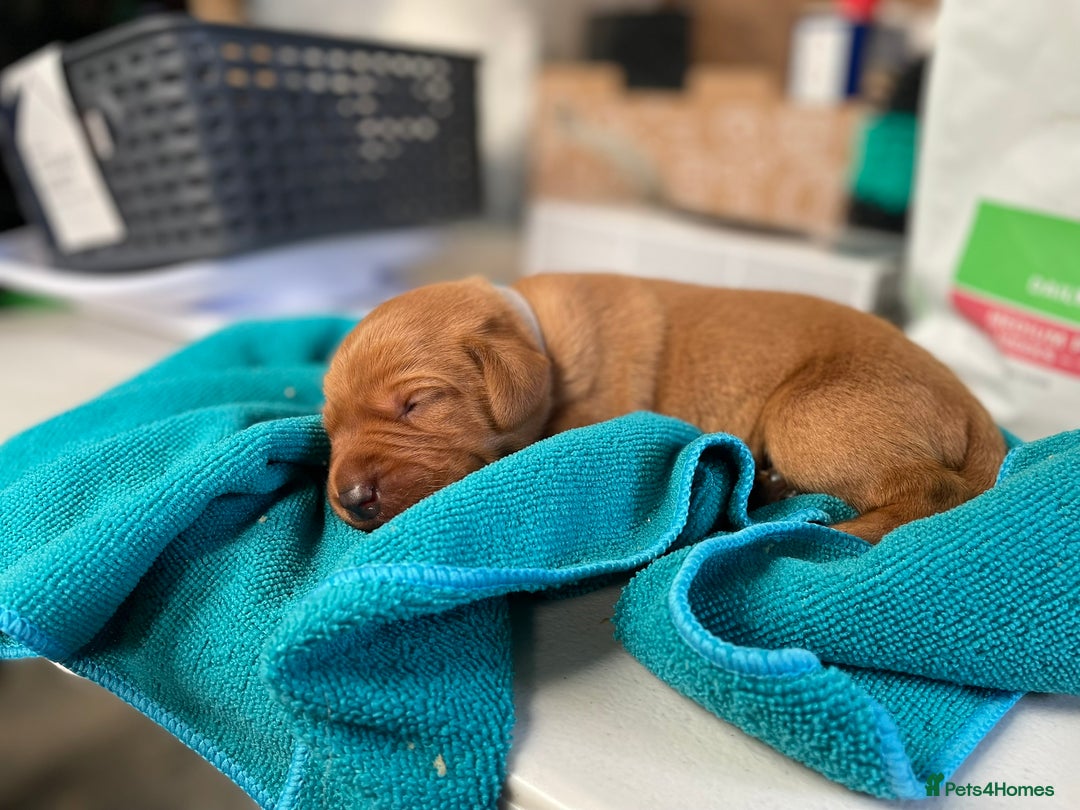 Labrador Retriever dogs for sale: Fox Red Labrador Puppies from Working Parents - Image 11