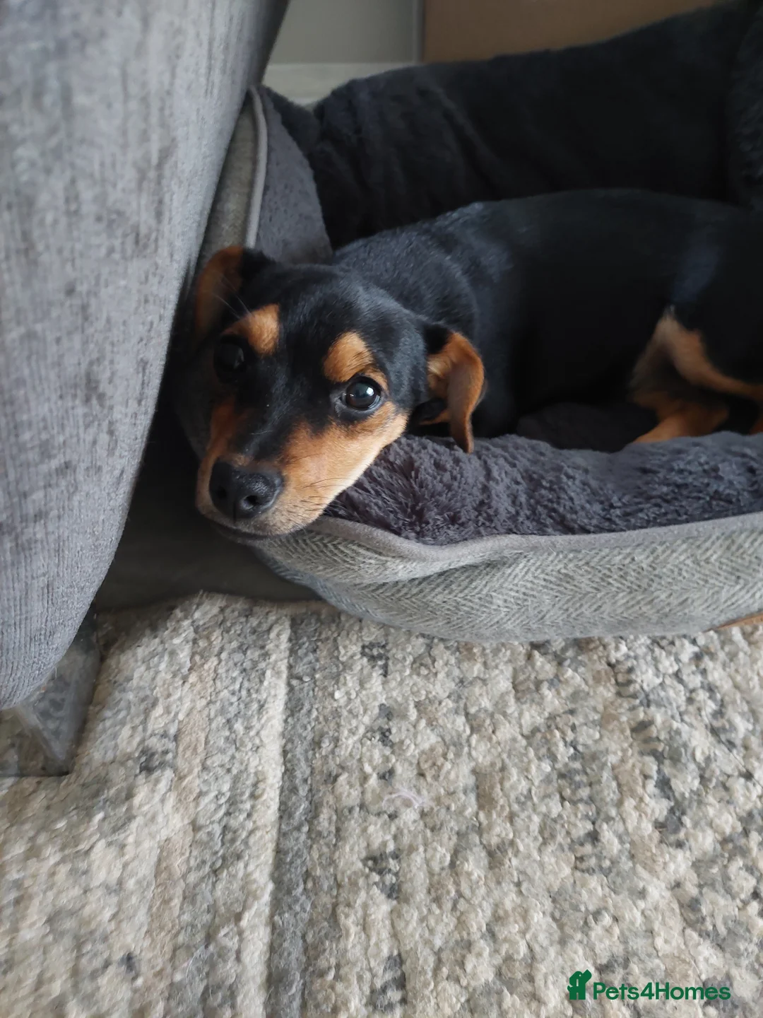 Jack Russell dogs for sale: Female Jack Russell For Sale - Advert 2