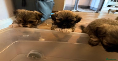 Mixed Breed dogs - Advert 19