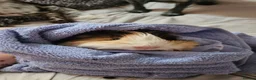 Guinea Pig rodents for sale: 4 Female Guinea pigs  - Advert 12