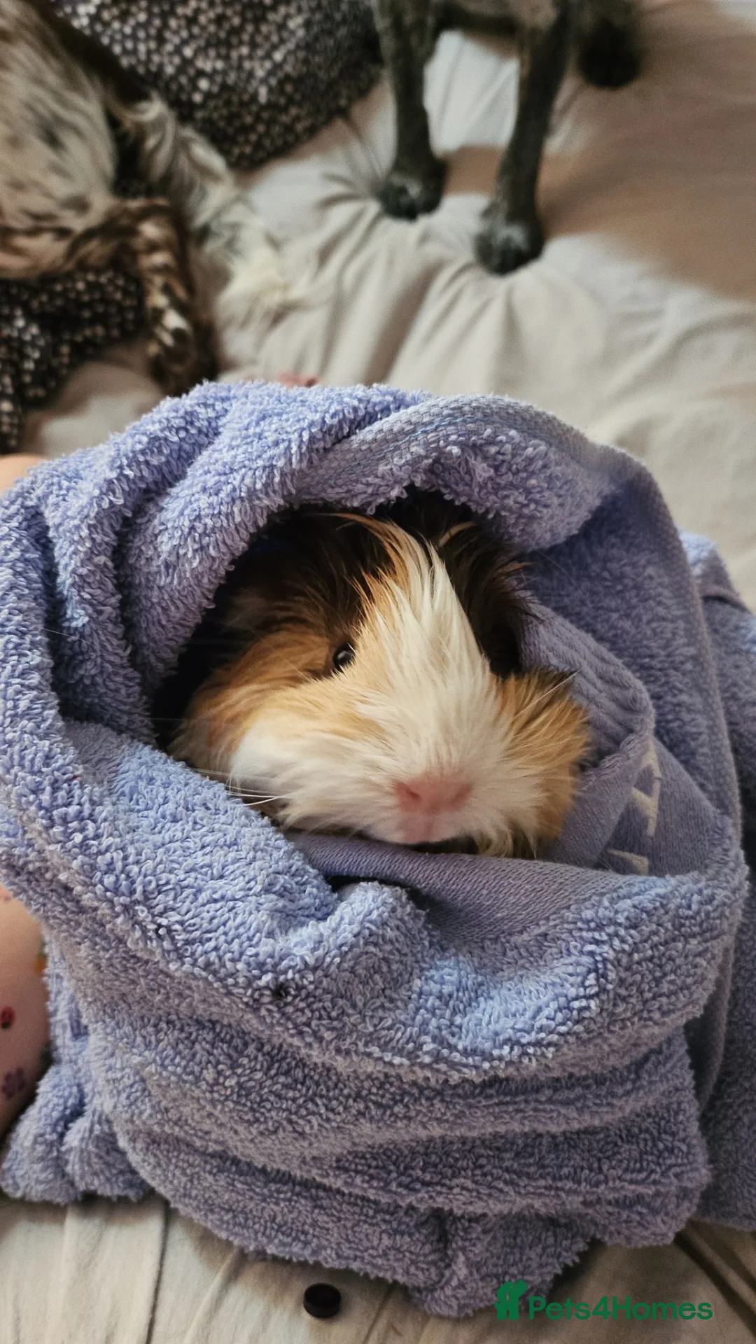 Guinea Pig rodents for sale: 4 Female Guinea pigs  - Advert 12