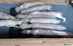 Whippet dogs for sale: STUNNING LITTER OF KC REGISTERED WHIPPET PUPPIES  - Image 5