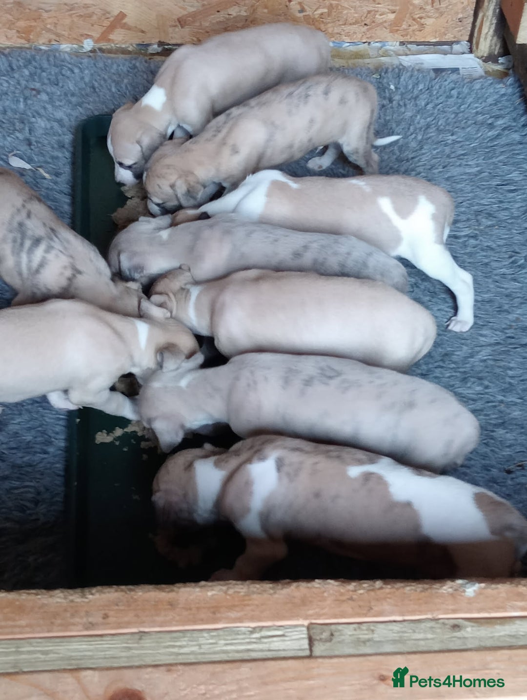 Whippet dogs for sale: STUNNING LITTER OF KC REGISTERED WHIPPET PUPPIES  - Image 5