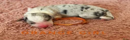 Border Collie dogs for sale: Fully Health Tested, KC registered puppies due - Advert 14