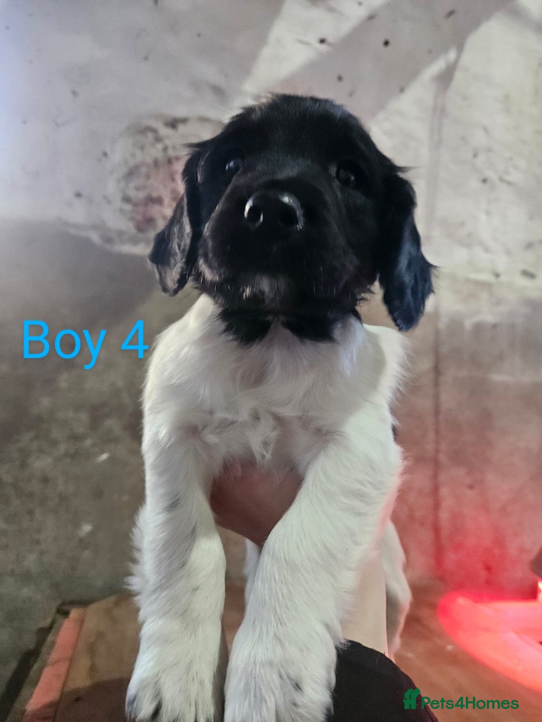 English Springer Spaniel dogs for sale: KC Registered Springer Spaniel Puppies  - Advert 21
