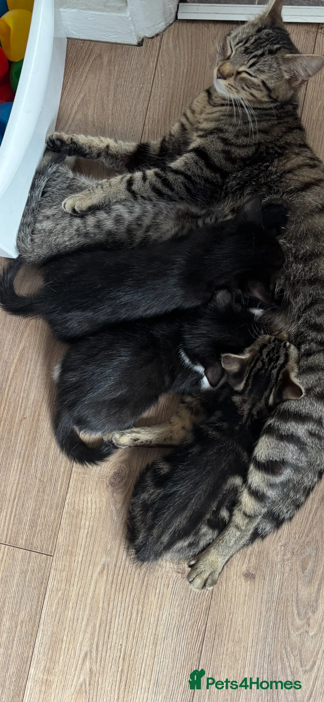 Mixed Breed cats for sale: Male kittens  - Advert 2