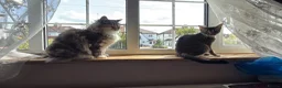 Abyssinian cats for sale: Beautiful Abyssinian Kitten Girl for adoption  in London - Advert 3