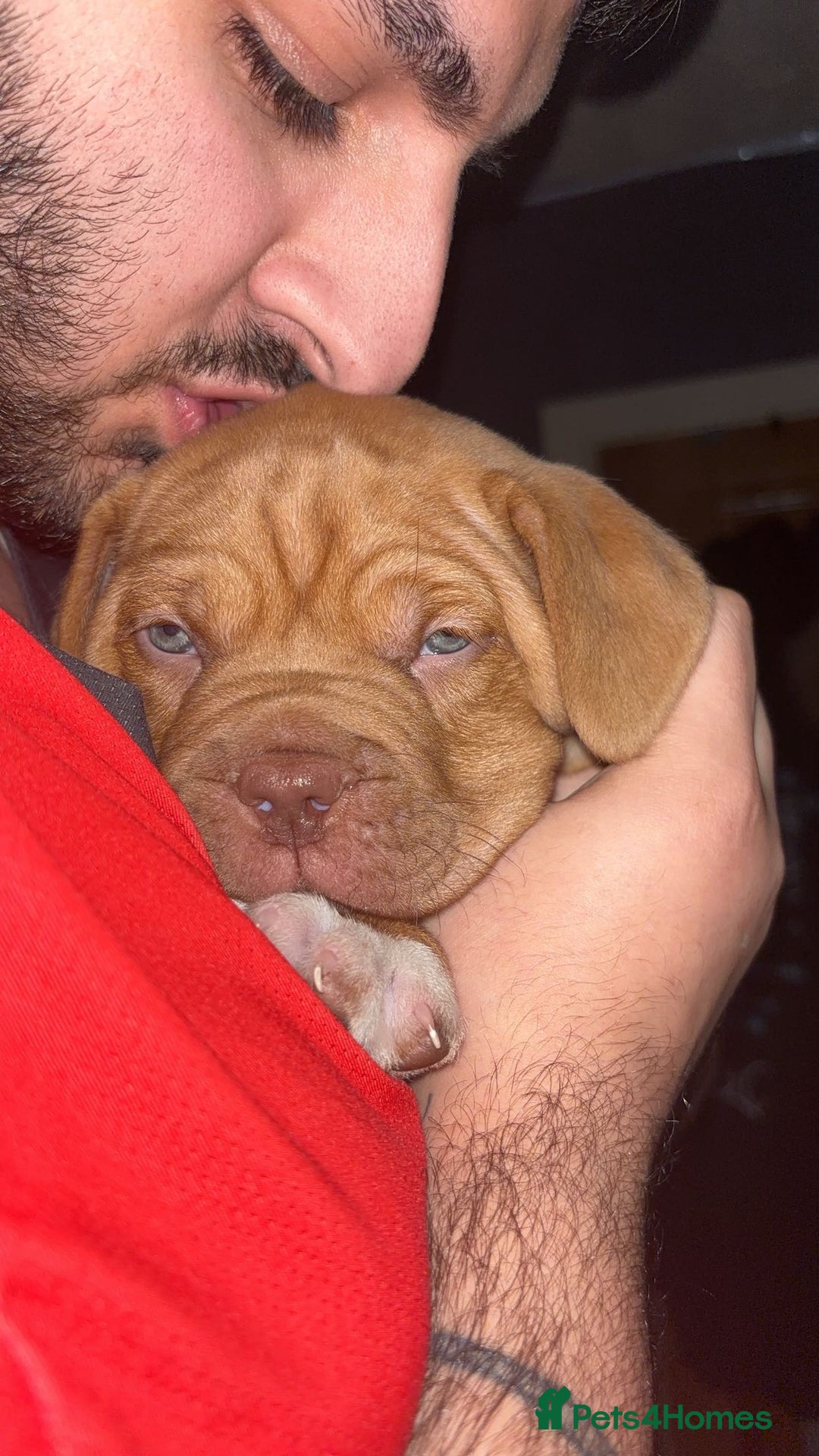 Dogue De Bordeaux dogs for sale: Ready to leave!!! Last boy - Advert 4