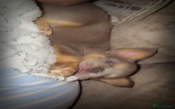 French Bulldog dogs for sale:  🐾READY FOR NEW HOMES NOW Isabella&Tan Boys🏡🐾 - Image 20