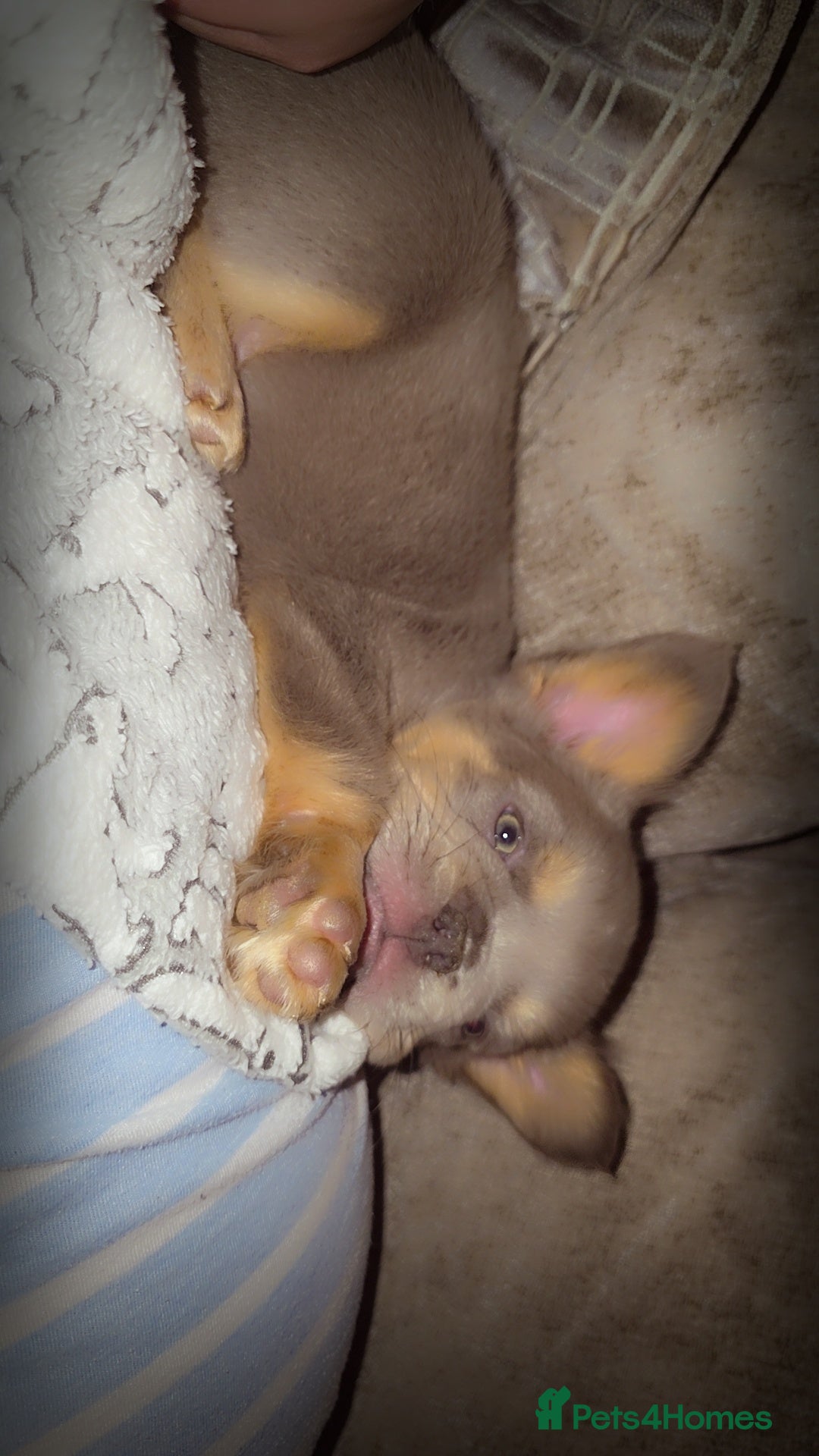 French Bulldog dogs for sale:  🐾READY FOR NEW HOMES NOW Isabella&Tan Boys🏡🐾 - Image 20