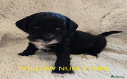 Tibetan Terrier dogs for sale: Adorable fluffy TToodle puppies  - Image 27