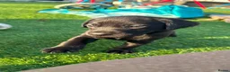 Labrador Retriever dogs for sale: Beautiful Chunky Labrador Puppies in Caernarfon - Advert 7