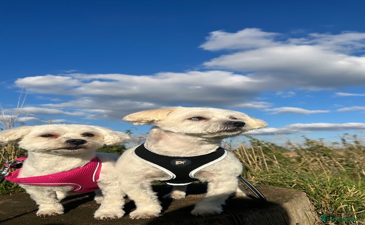 Bichon Frise dogs Bichon Maltese - Advert 6