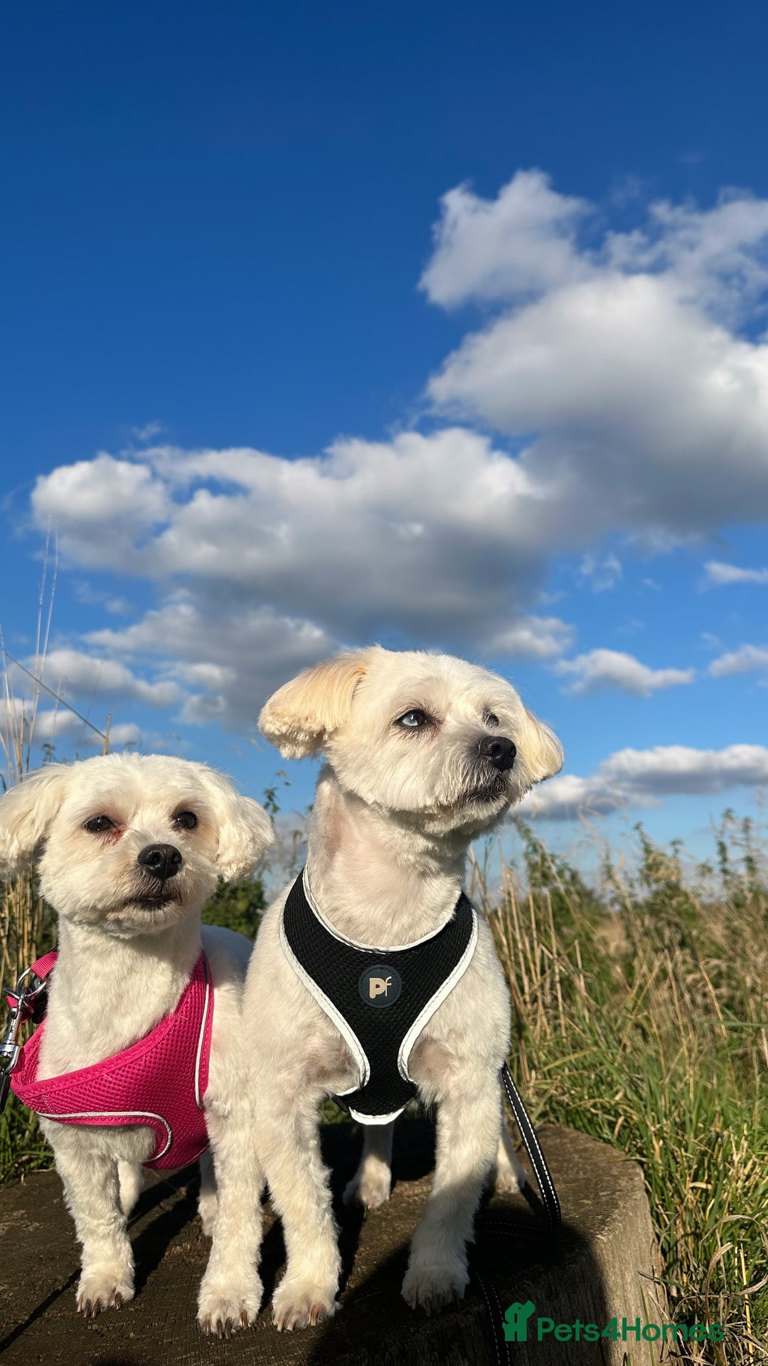 Bichon Frise dogs for sale: Bichon Maltese - Advert 1