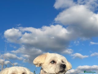 Bichon Frise dogs Bichon Maltese - Advert 13
