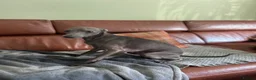 Italian Greyhound dogs for sale: 4-years-old boy is looking for a new home - Advert 2