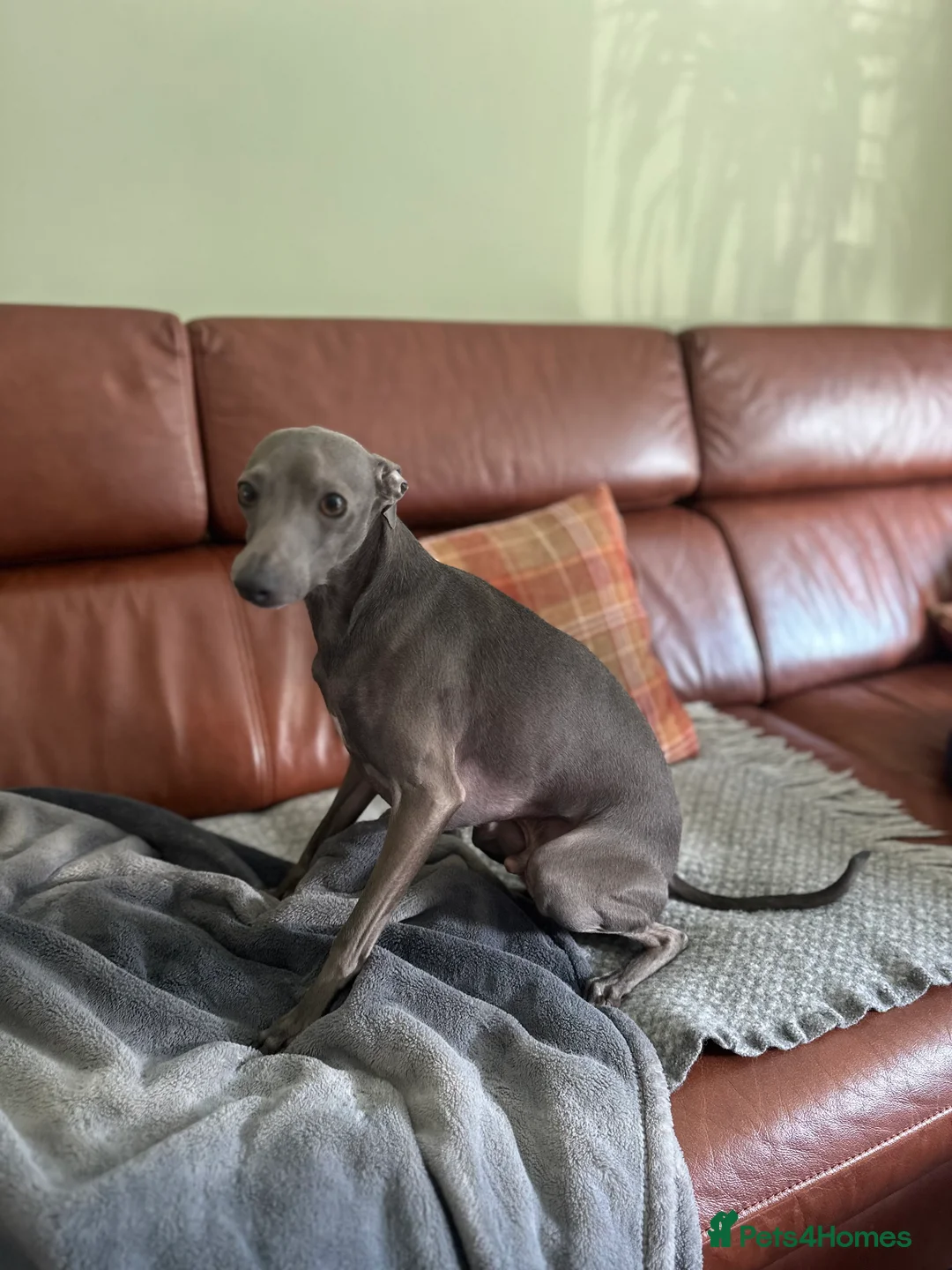 Italian Greyhound dogs for sale: 4-years-old boy is looking for a new home - Advert 2