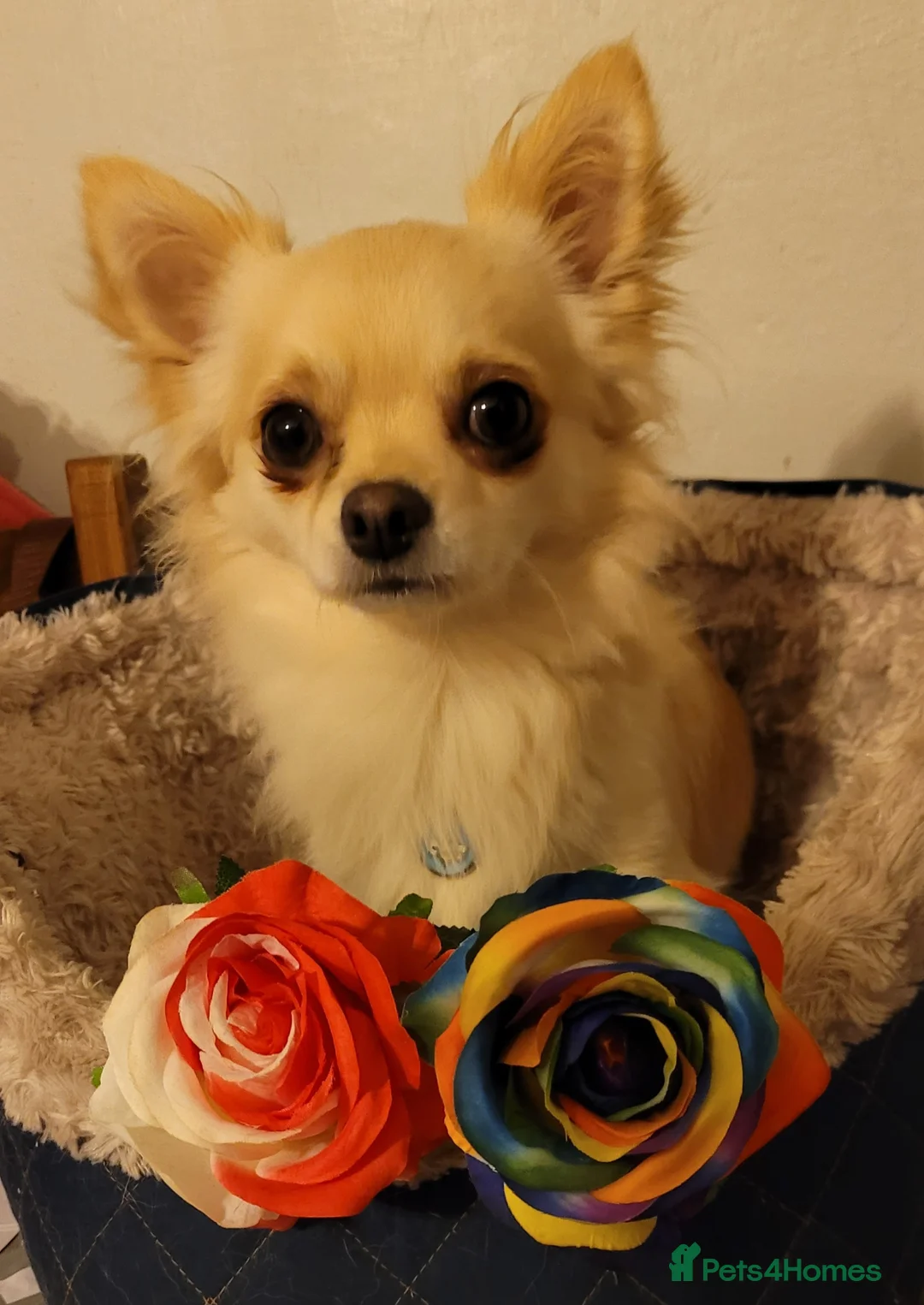 Chihuahua dogs for stud: Duties only not for sale in Liskeard - Advert 5