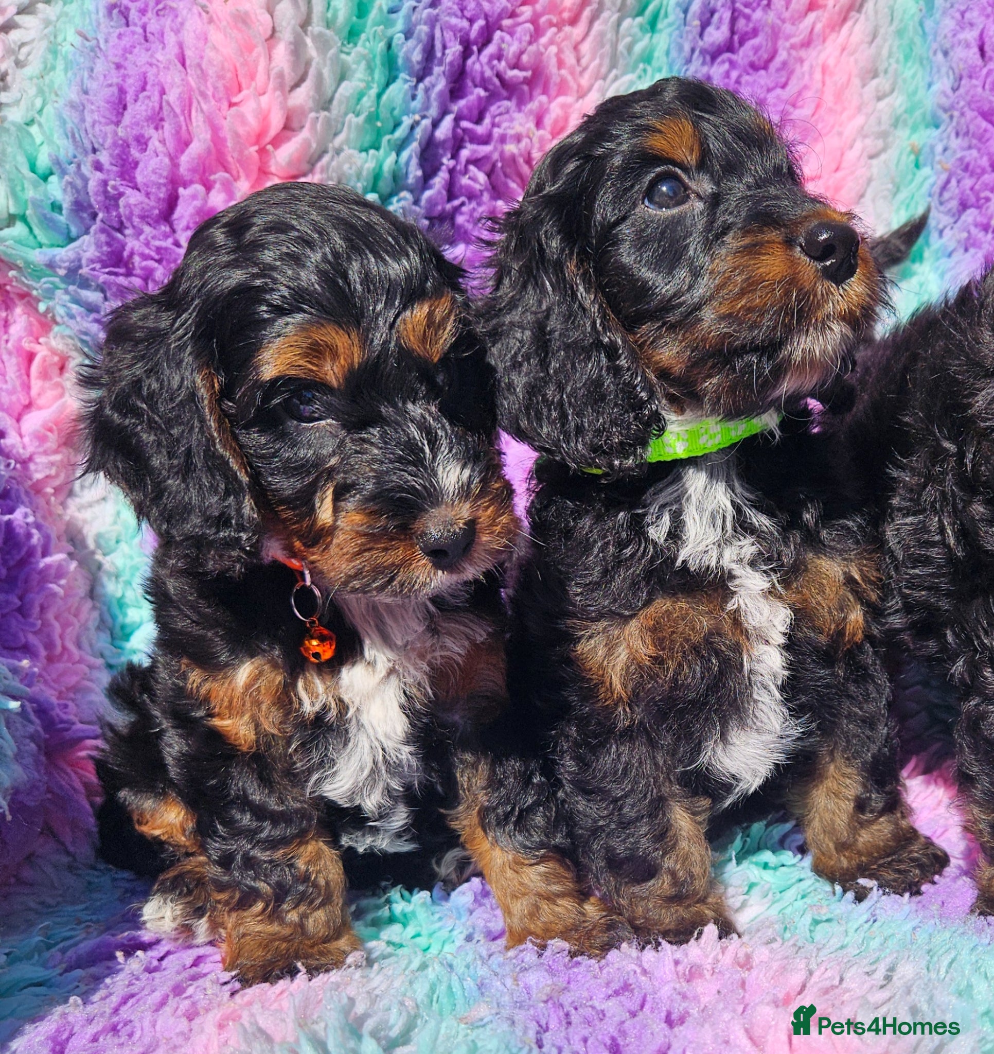 Cockapoo dogs licensed breeder, ready for their forever homes!  - Advert 2