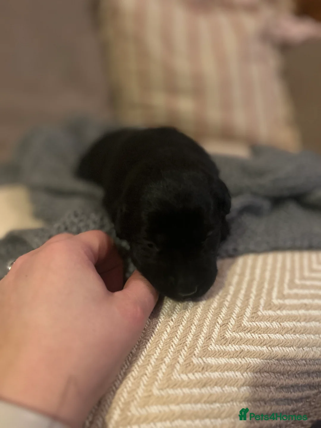 Labrador Retriever dogs for sale: Labrador Puppies - Advert 23