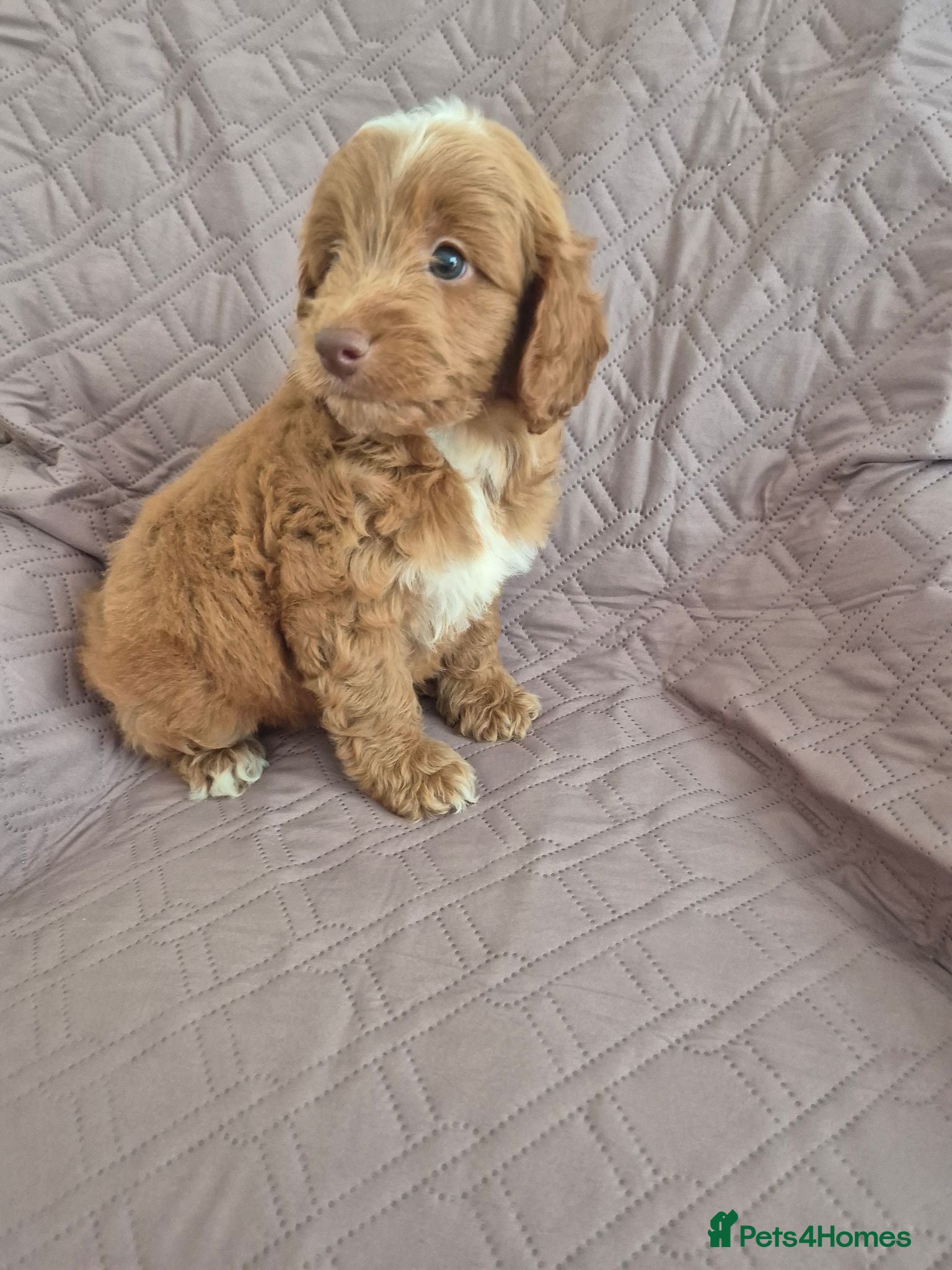 Cockapoo dogs Stunning F1B cockpoo puppy's  - Advert 7