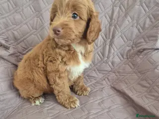 Cockapoo dogs Stunning F1B cockpoo puppy's - Advert 7