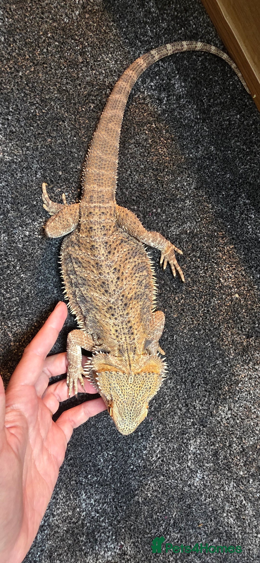 Bearded Dragon reptiles for sale: Travis the Bearded Dragon plus setup  - Image 5