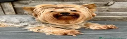 Yorkshire Terrier dogs for sale: Puppy boy  in Watford - Advert 7