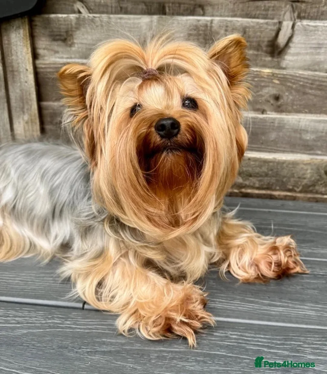 Yorkshire Terrier dogs for sale: Puppy boy  in Watford - Advert 7