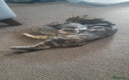 Mixed Breed cats for sale: Smoky  - Image 6