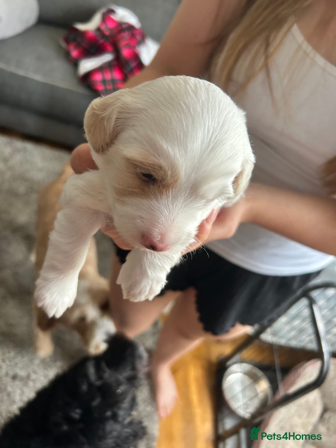 Cockapoo dogs for sale: 1 beautiful cockapoo puppy for sale  - Image 4