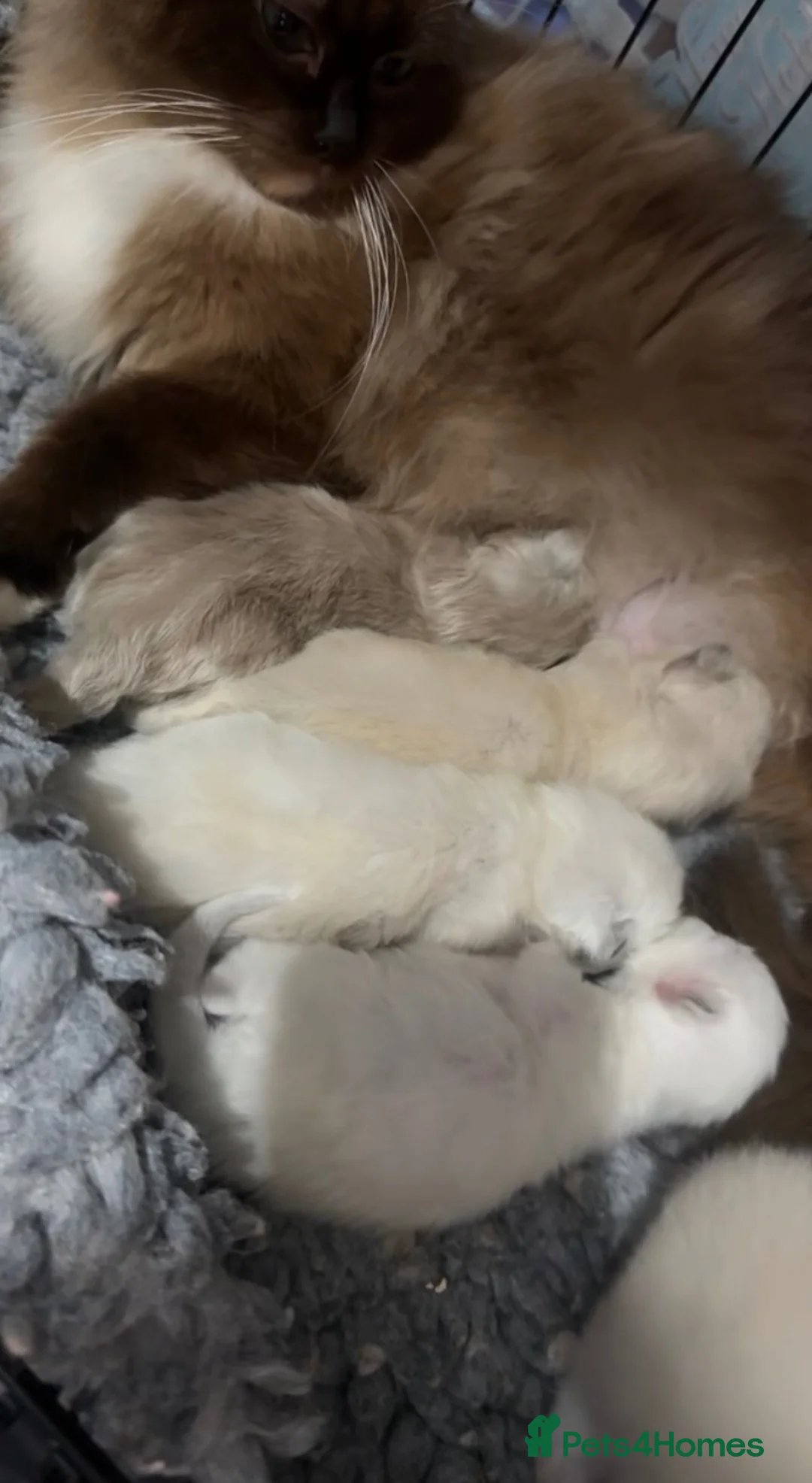 Ragdoll cats for sale: Lilac Chocolate full pedigree - Advert 2